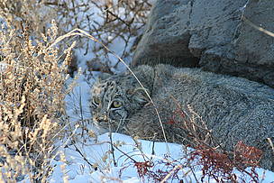 Pallas' cat inhabits Daurian grasslands / ©: WWF / Bart Wickel / ©: WWF / Bart Wickel