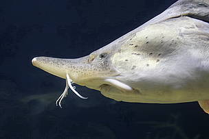 Kaluga sturgeon still found in all three countries of Amur River basin / ©: WWF / Bart Wickel / ©: WWF / Bart Wickel