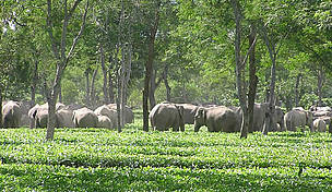 A large herd of elephants takes refuge in a tea estate in Assam, a favorite shelter for elephants ... / ©: WWF AREAS / Rommell Shunmugam / ©: WWF AREAS / Rommell Shunmugam