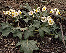 Wild potato, Peru.