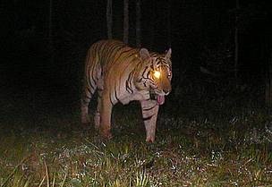Tiger photographed by camera-trap inside the dry forest landscape of Mondulkiri. / ©: FA / WWF-Cambodia / ©: FA / WWF-Cambodia