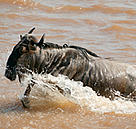  / &copy;: WWF-Canon / Martin HARVEY