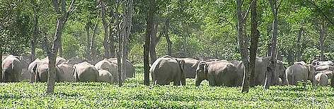 A large herd of elephants takes refuge in a tea estate in Assam, a favorite shelter for elephants ... / ©: WWF AREAS / Rommell Shunmugam rel=