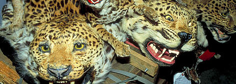 Illegal wildlife trade. Leopards' (Panthera pardus) / ©: Wil Luiijf / WWF-Canon rel=