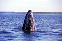 Critically endangered Gray whale (Eschrictius robustus). / ©: IFAW / R. Sobol / ©: IFAW / R. Sobol