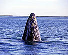 Critically endangered Gray whale (<i>Eschrictius robustus</i>).
