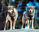 After a 100 year absence, European gray wolves are returning to the Swiss Alps.