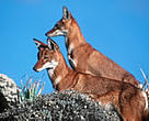 Ethiopian wolf (<I>Canis simensis</I>), Bale Mountains National Park, Ethiopia.<BR>