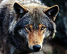 Close up of a wolf looking into the camera