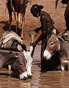  / &copy;: WWF-Canon / John E. Newby