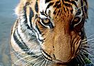 Indochinese tiger (Panthera tigris corbetti) is only found in the Greater Mekong region of ... / ©: CK Wong / ©: CK Wong