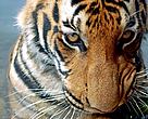 Indochinese tiger (Panthera tigris corbetti) is only found in the Greater Mekong region of Southeast Asia, including Cambodia, Myanmar, Laos, Thailand and Vietnam.