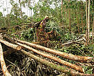 Cutting the wood in the plantation and taking it to the collection point for transport. DR Congo - Gorilla Appeal 2007