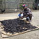 Sorting vanilla pods © Antoine Beaulieu