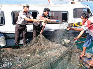 Indonesian police confiscating humphead wrasse from a fishing boat near the Bunaken National Marine ... / ©: WWF-Indonesia / ©: WWF-Indonesia
