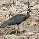 White-shouldered ibis is another critically endangered species that is home to Cambodia's Eastern Plains Landscape © Hugh Wright