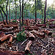 Deforestation and fire wood collection are destroying natural habitats. © WWF / Simon de Trey White