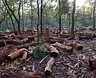 The need for firewood is a major cause for deforestation in Nepal. Finding firewood is an ever more strenuous task, usually carried out by women.