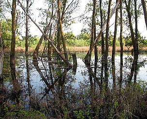 Natural hydrological processes occuring in the Danube floodplains help cleanse water and reduce high water levels on the mainland.