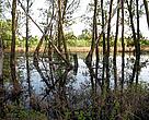 Natural hydrological processes occuring in the Danube floodplains help cleanse water and reduce high water levels on the mainland.