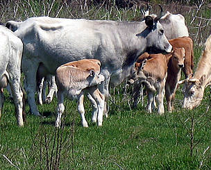 Grazing animals, like grey cattle, have been restored on Tataru Island. Without them the floodplain forest ran wild due to lack of grazing. 