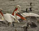 A more secure future for Dalmation Pelicans in Prespa Lake after Greece passes landmark biodiversity law