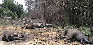 Diminishing habitat and increasing conflict - a poisoned elephant family in Riau Sumatra / ©: WWF Indonesia / ©: WWF Indonesia
