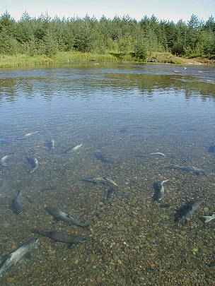 Salmon spawning / ©: TINRO / ©: TINRO