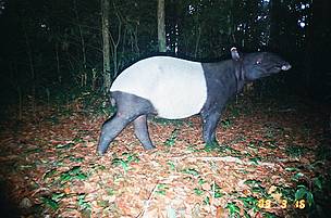 Camera trap photo of a tapir in Kuiburi National Park, Kayah Karen Tenasserim, Thailand / ©: WWF Thailand / ©: WWF Thailand
