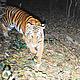 Camera trap of a tiger in Kayah Karen Tenasserim ecoregion © WWF Greater Mekong