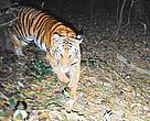 Camera trap of a tiger in Kayah Karen Tenasserim ecoregion