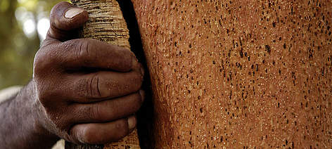 WWF training programme on cork-harvesting methods, Tunisia / ©: WWF-Canon / Sebastian RICH / ©: WWF-Canon / Sebastian RICH