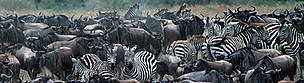 Burchell's zebra (Equus burchelli) amongst a herd of migrating wildebeest (Connochaetes taurinus), ... / ©: WWF-Canon / Martin HARVEY zebras migration / ©: WWF-Canon / Martin HARVEY