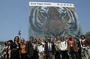 An example of successful online campaigning was the two-storey-high Tiger Mosaic created from ... / ©: WWF/A. Christy Williams Members of the International Tiger Coalition stand in front of the mosaic / ©: WWF/A. Christy Williams