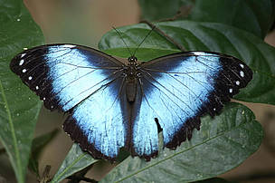Butterfly. / ©: WWF-Canon / Andrés UNTERLADSTAETTER Butterfly. / ©: WWF-Canon / Andrés UNTERLADSTAETTER