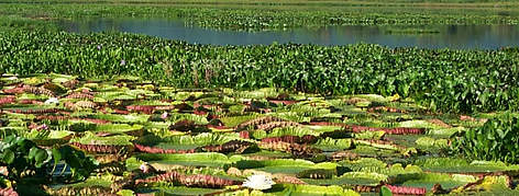 Floating <i>Victoria amazonica</i> at Pantanal ecoregion. rel=