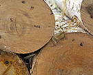 Trunks being processed at La Chonta timber company (member of Bolivia FTN - Forest and Trade Network).