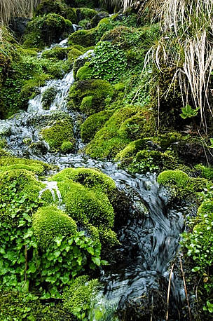 Área Protegida Altamachi, Cochabamba, Bolivia (Amazonia pre-andina). / ©: WWF-Canon / Gustavo YBARRA Área Protegida Altamachi, Cochabamba, Bolivia (Amazonia pre-andina). / ©: WWF-Canon / Gustavo YBARRA