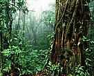 WWF Centroamerica