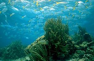 La riqueza marina de Centroamérica es fuente de vida para miles de especies de flora y fauna. / ©: WWF Centroamérica / ©: WWF Centroamérica