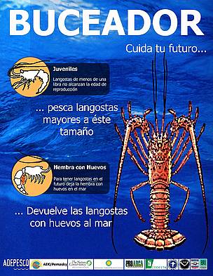 Aprende más sobre las langostas. Haz / ©: WWF Centroamérica