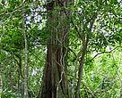 WWF Centroamerica