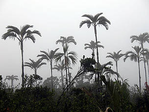 Del Cauca al Putumayo / ©: WWF Colombia / Emilio CONSTANTINO / ©: WWF Colombia / Emilio CONSTANTINO