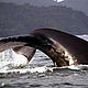 Humpback whale (Megaloptera novanglie). © Fundación Yubarta