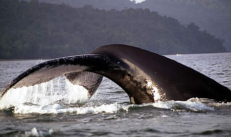 Humpback whale (Megaloptera novanglie). / ©: Fundación Yubarta Humpback whale. rel=