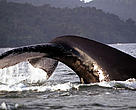 Humpback whale.