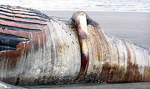 Ballena muerta, Colombia. / ©: Centro de Contaminación del Pacífico / ©: Centro de Contaminación del Pacífico