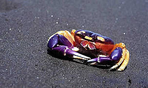 Crab, Choco-Darien. / ©: WWF- Canon / Diego Miguel GARCÉS / ©: WWF- Canon / Diego Miguel GARCÉS