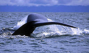 Yubarta whale (Megaloptera novanglie). / ©: WWF UK / David SOUTHERN / ©: WWF UK / David SOUTHERN