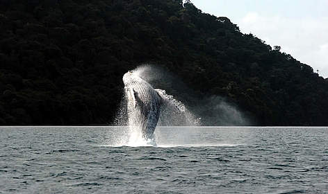 Yubarta whale (Megaloptera novanglie), Colombia. / ©: Fundación Yubarta rel=